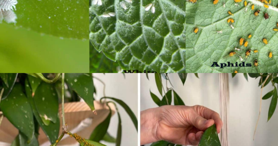 ADEUS COCHONILHAS PULGÕES LESMAS E PRAGAS NAS PLANTAS TUDO O QUE