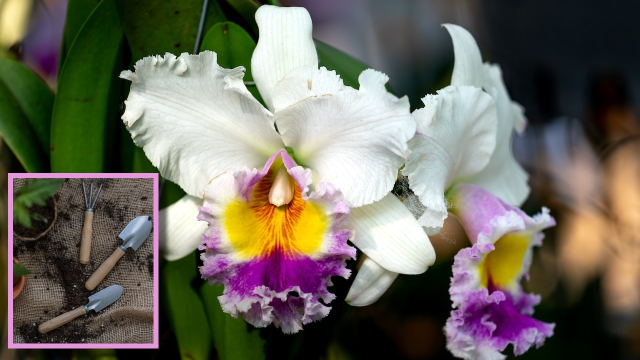 promover a floração das orquídeas