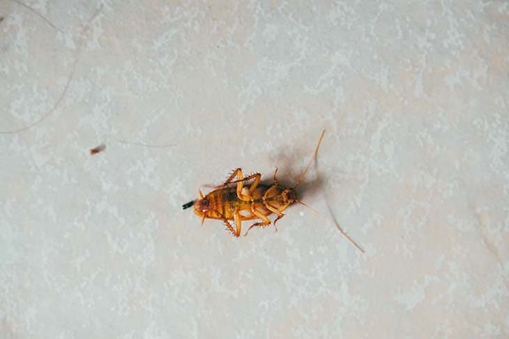 5 soluções eficazes para se livrar das baratas. Estes ingredientes comuns são muito úteis 3 Uma barata morrendo