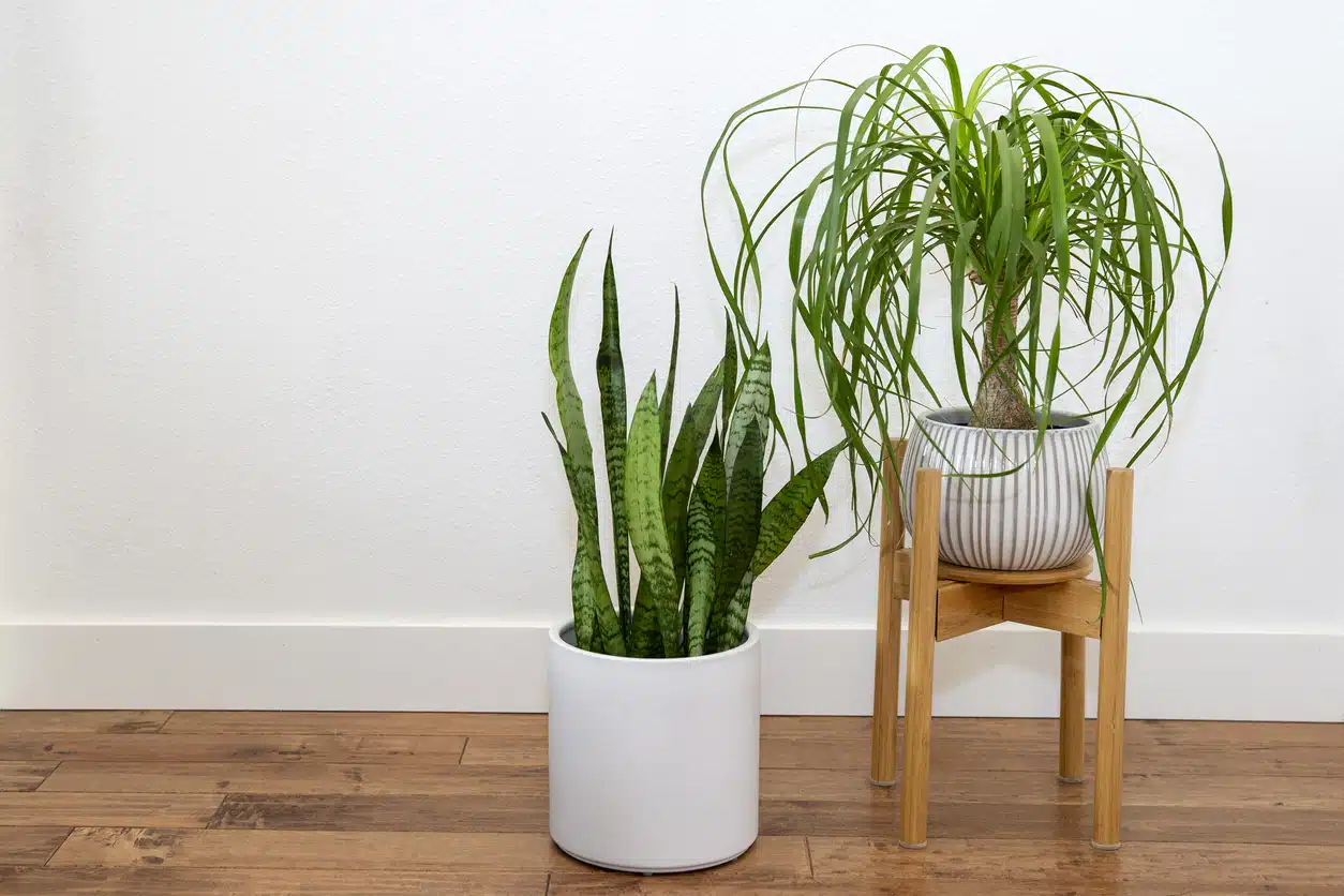 Langue de belle-mère (ou sansevière ou sansevieria) et un pied d'éléphant (beaucarnea recurvata) plantes et chauffage survie des végétaux malgré le radiateur