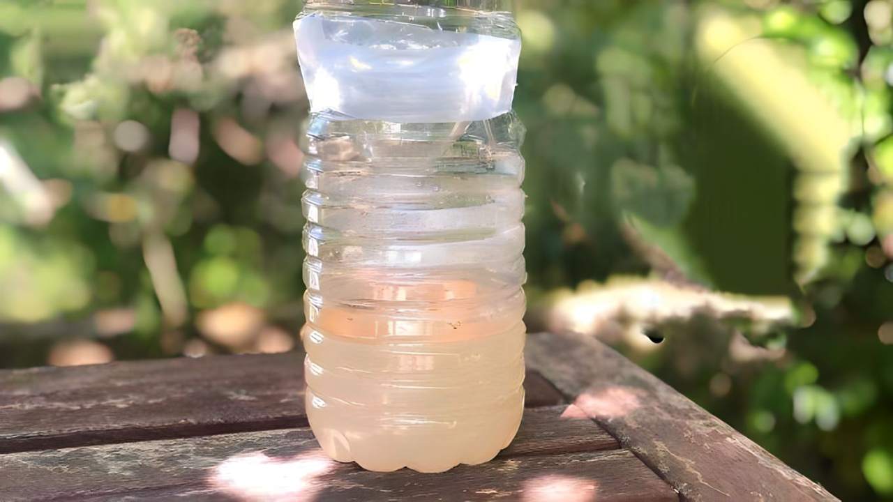 Armadilha para mosca