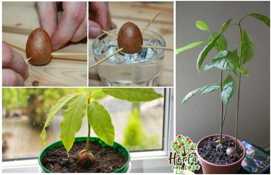 abacate cultive em casa do avogado1.jpg