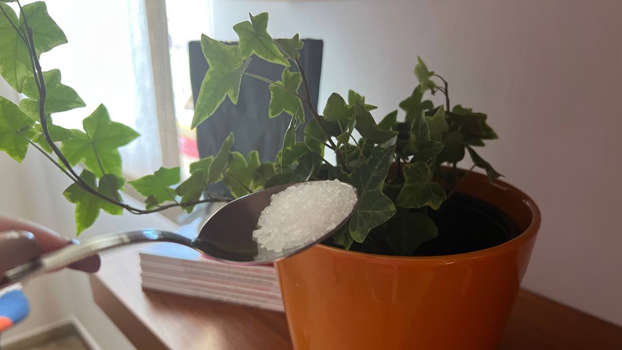 Fertilizante natural