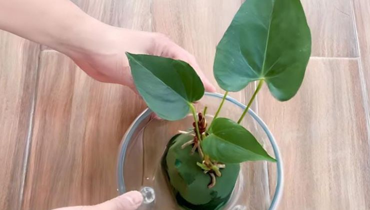 Cultivo em água para um antúrio super florido