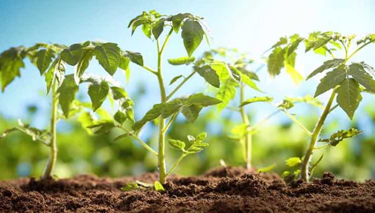 plantio de mudas de tomate