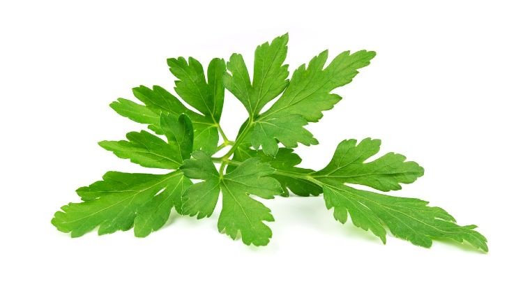 Como armazenar salsa