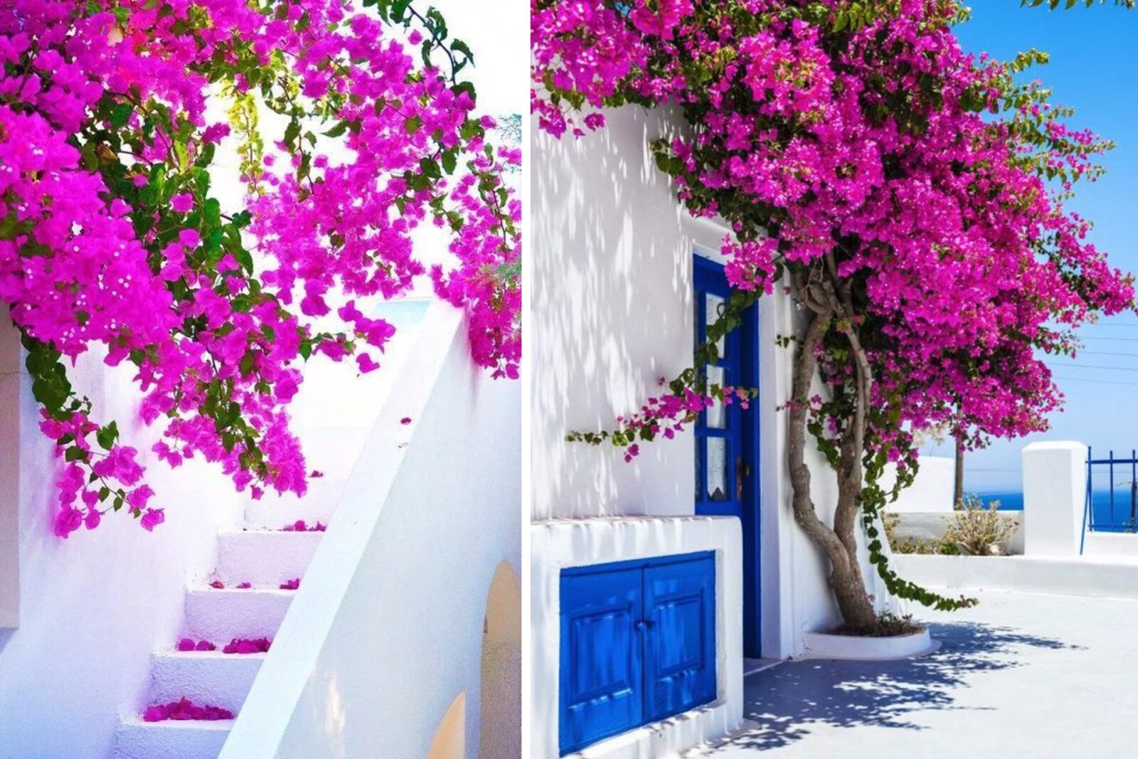 Bougainvillea