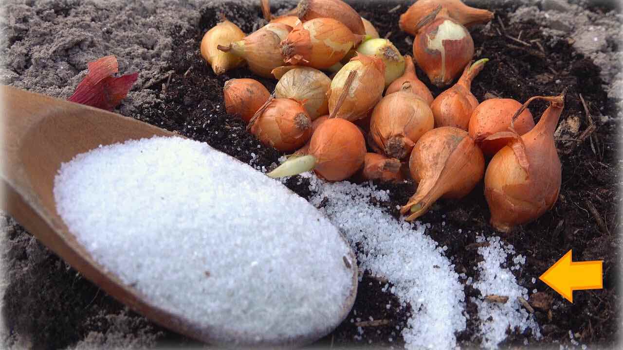 Cebola zero parasitas