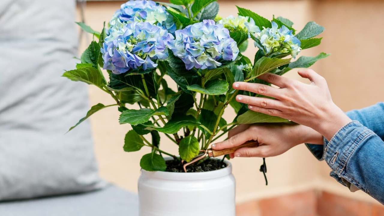 Cuidar de hortênsias