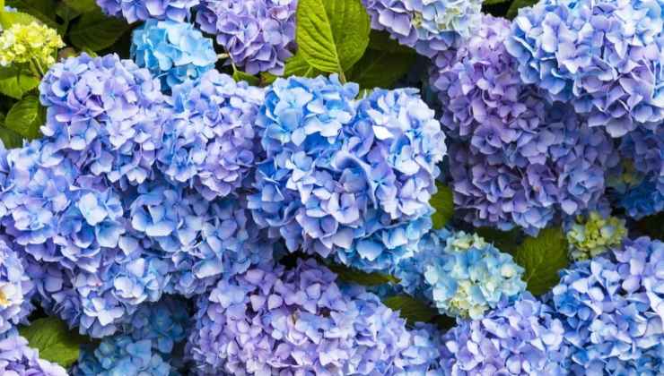 hortênsias