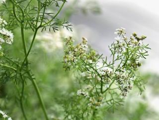 coentro indo para a semente