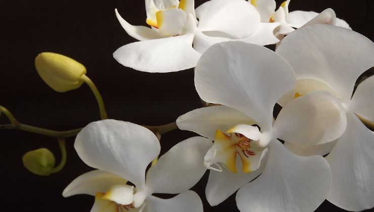 orquídea sem raízes