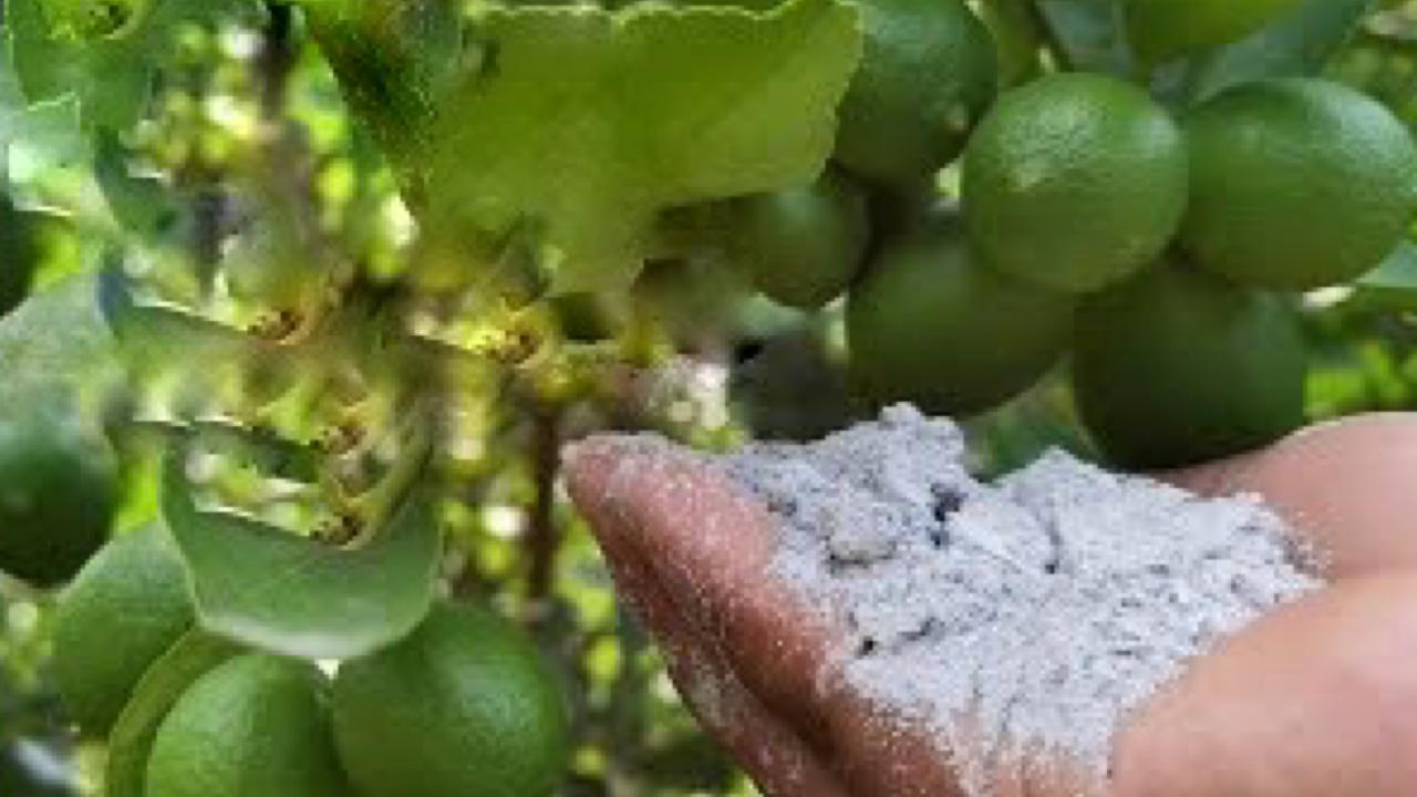 Pó de cinzas em plantas