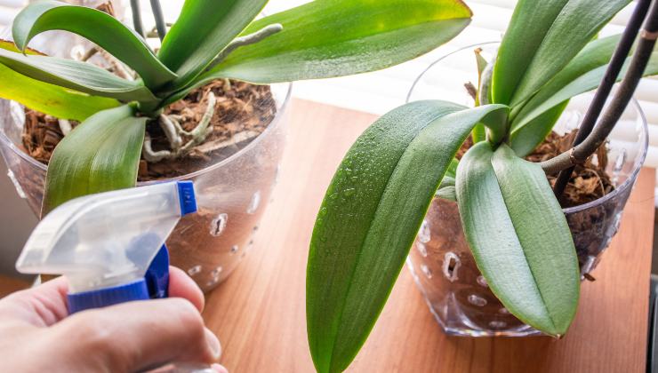 fertilizante de folha de orquídea