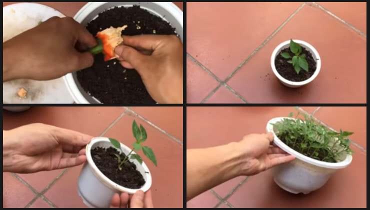 Técnica para cultivar pimentas em casa