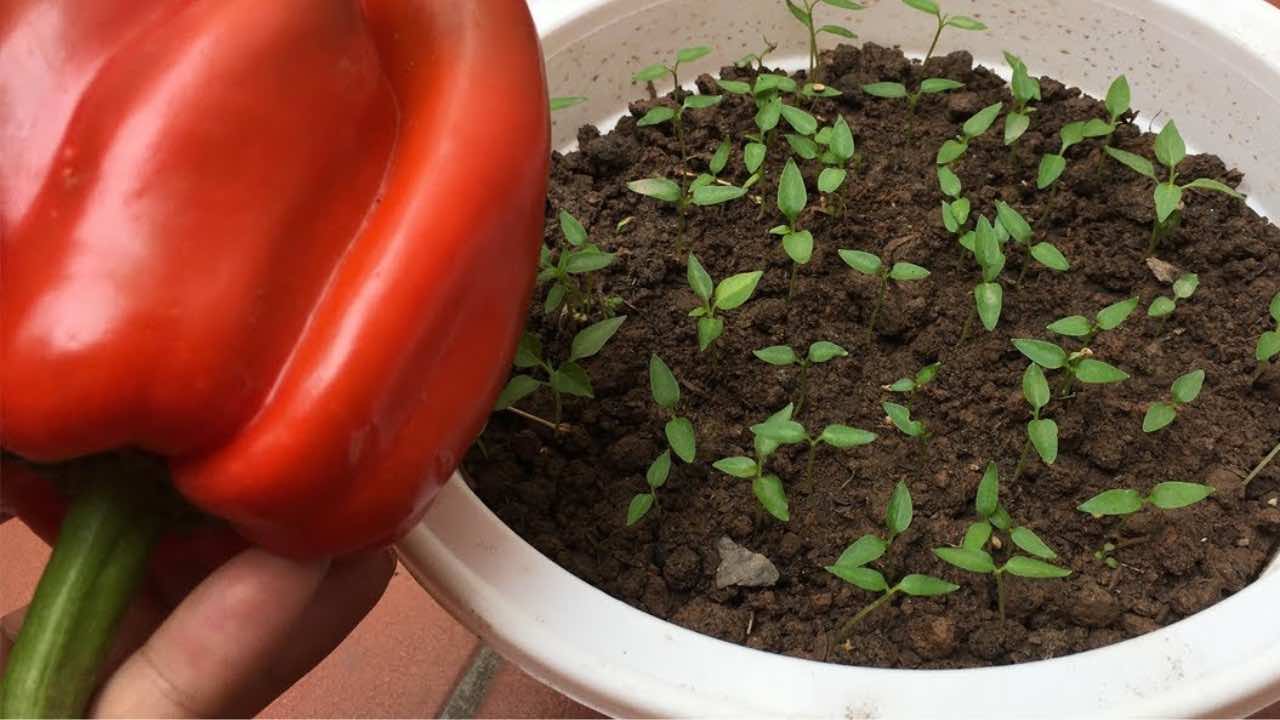 Como cultivar pimentas em casa