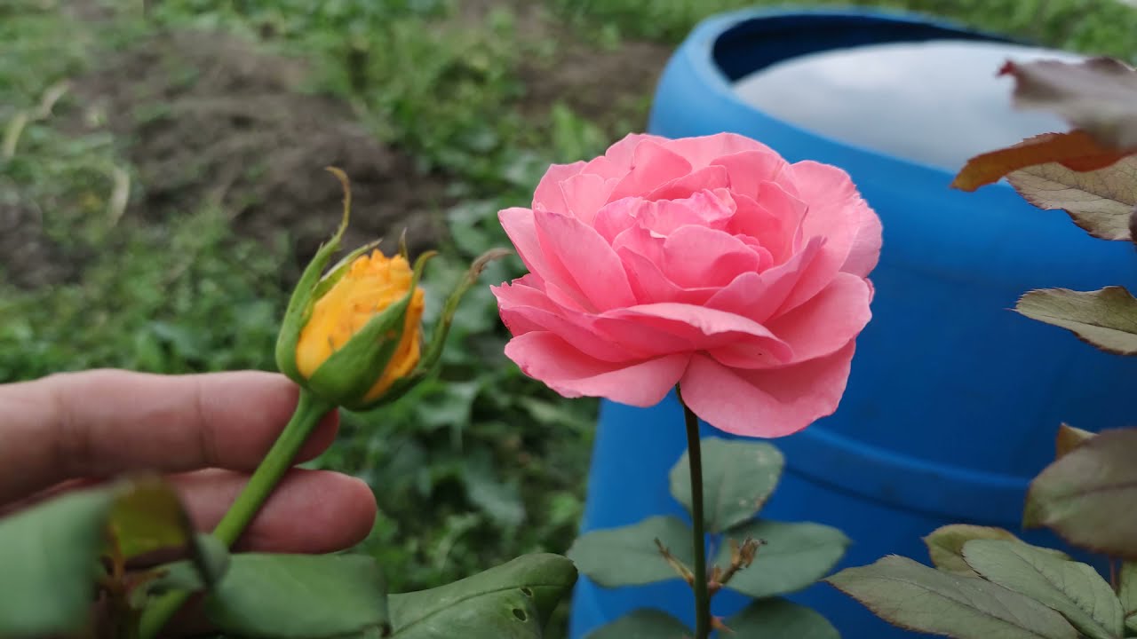 Rosa e botão de rosa