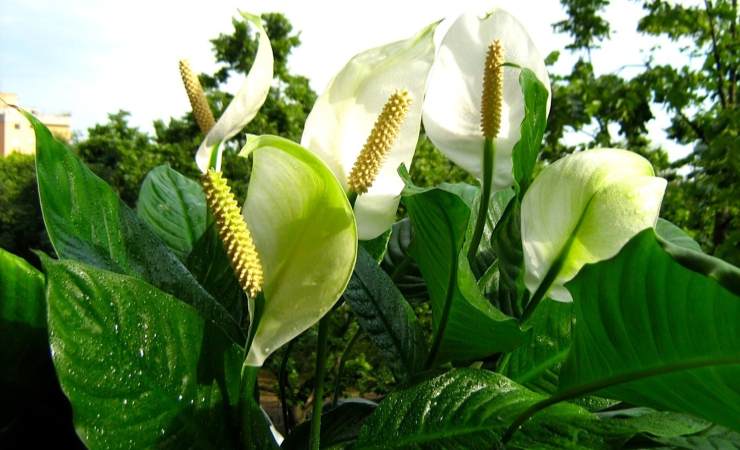 Estimular o crescimento do spathiphyllum