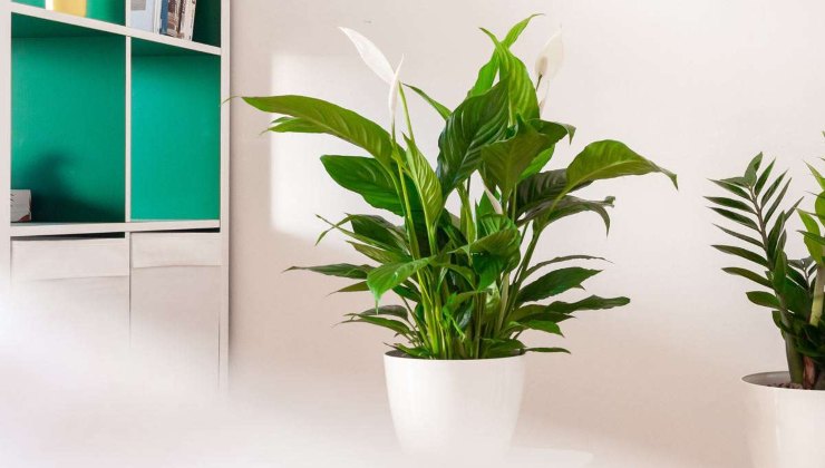 Spathiphyllum