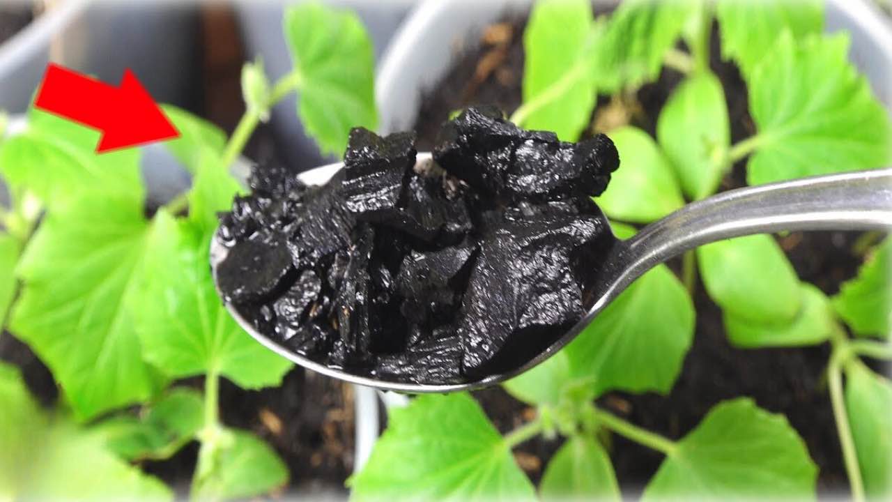 Ingrediente produz plantas enormes