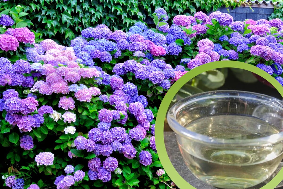 despeje apenas 1 copo de hortênsias despeje um copo de vinagre de hortênsia