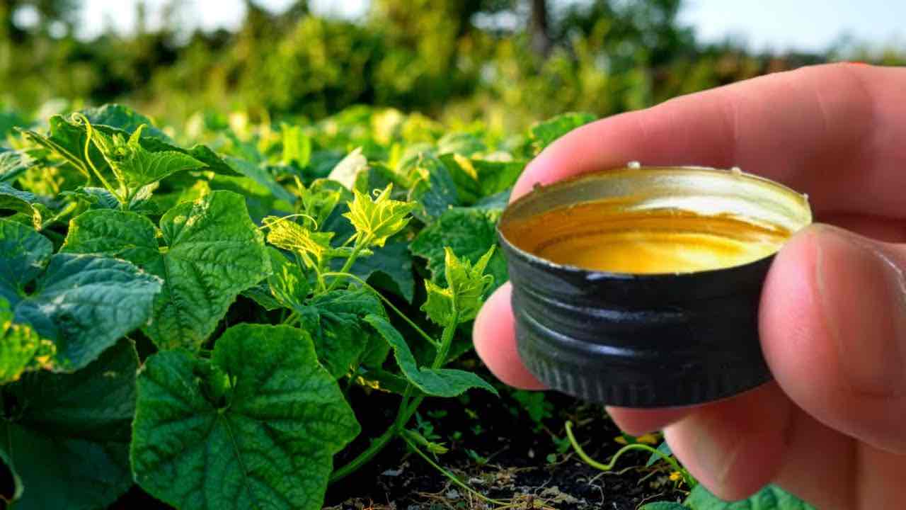 Pepino ingrediente secreto