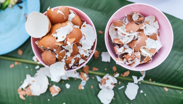 cascas de ovos picadas