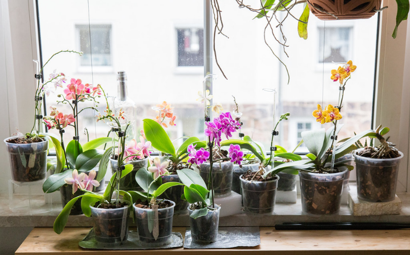 orchidée refleurir luminosité