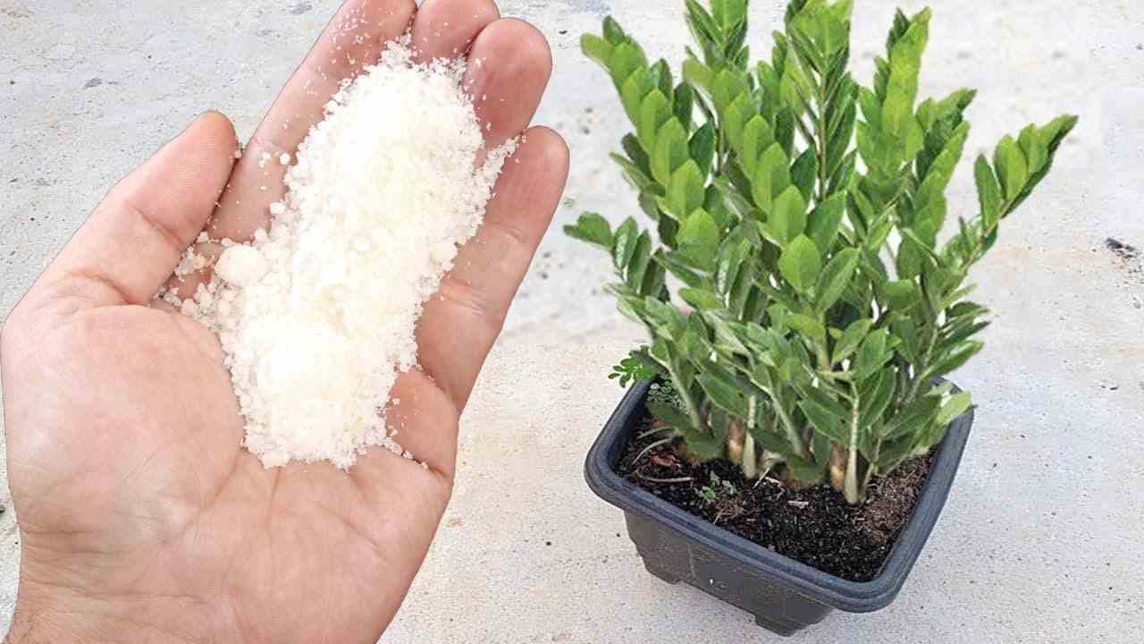 Este amado ingrediente fará qualquer planta crescer