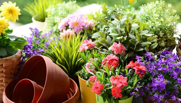 Flores, poderoso fertilizante natural