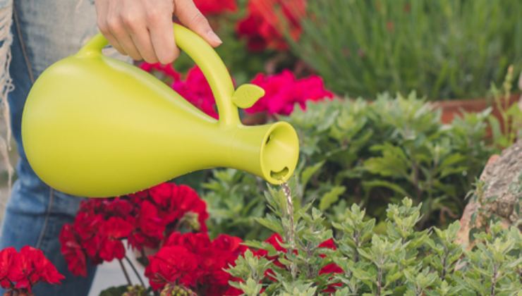 Como ativar a floração