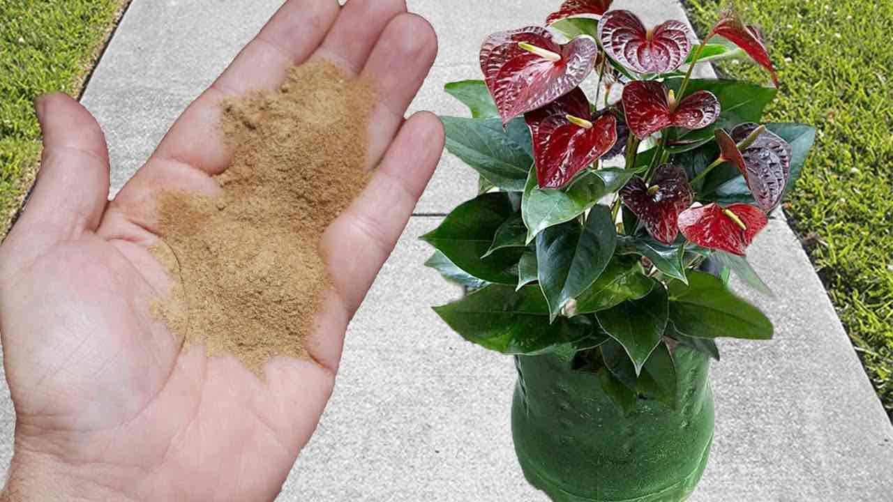 Fertilizante poderoso para floração
