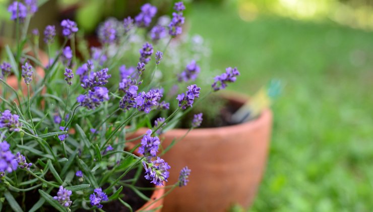 planta de lavanda - inseticida natural
