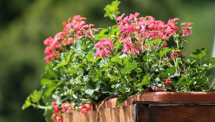 fertilizante de cebola para plantas - elas florescerão imediatamente