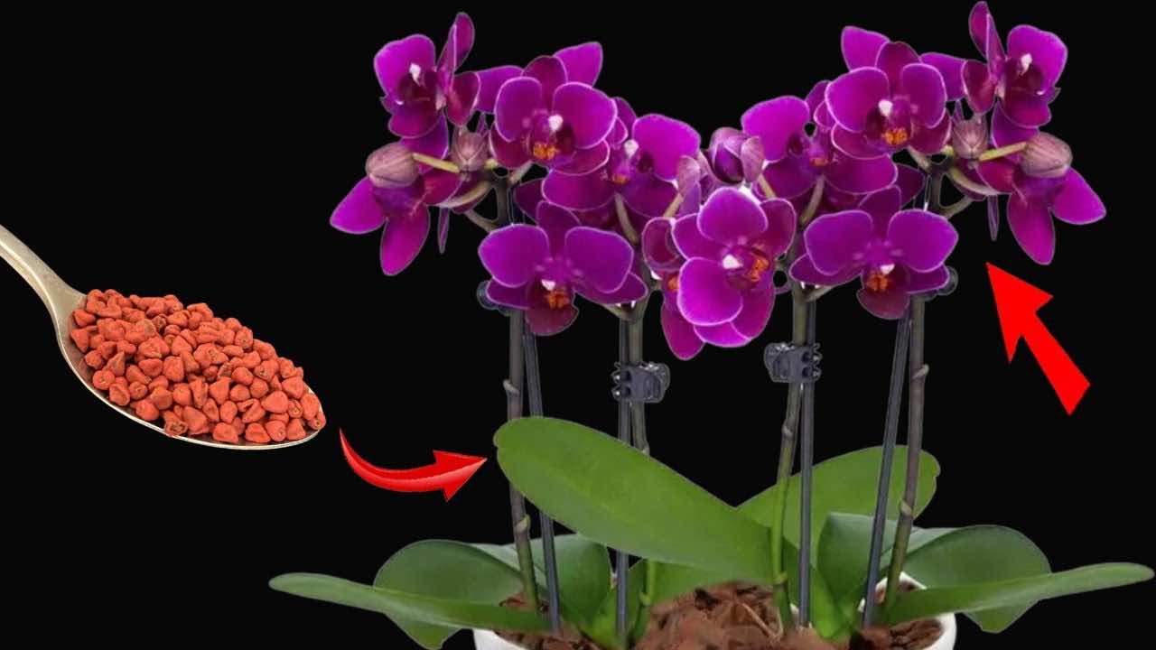 floração garantida