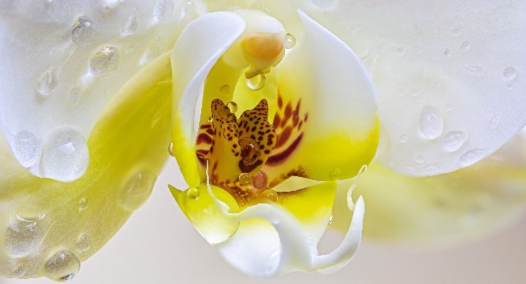 Orquídea