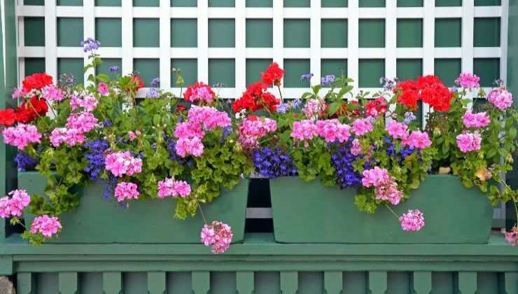 floração exuberante