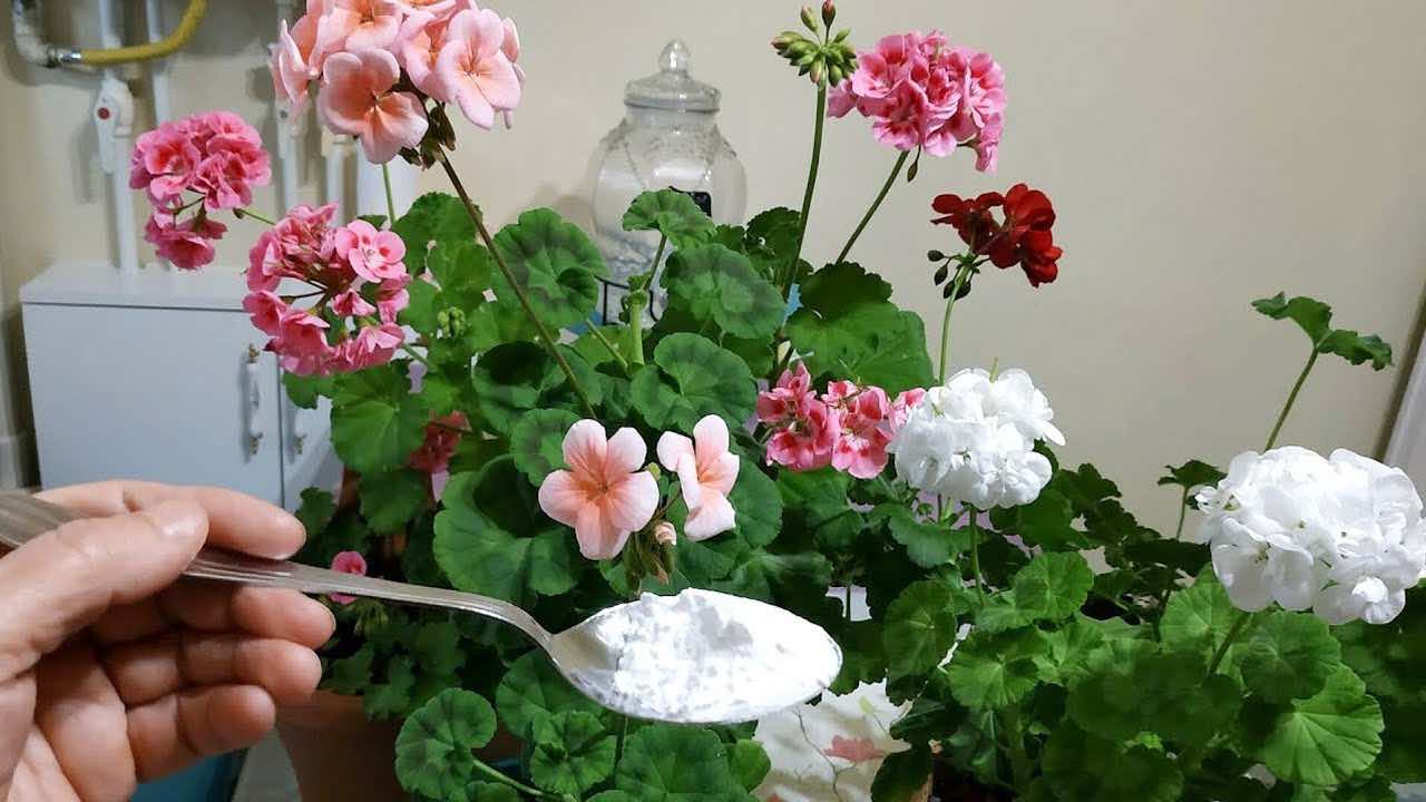 Ingrediente para flores exuberantes