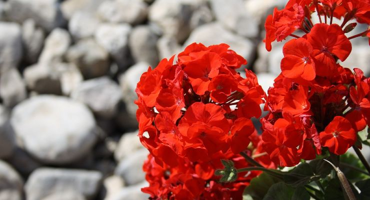 Como fazer os gerânios florescerem