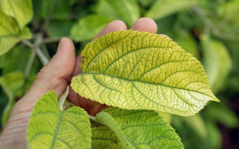 Folhas de hortênsia amarela