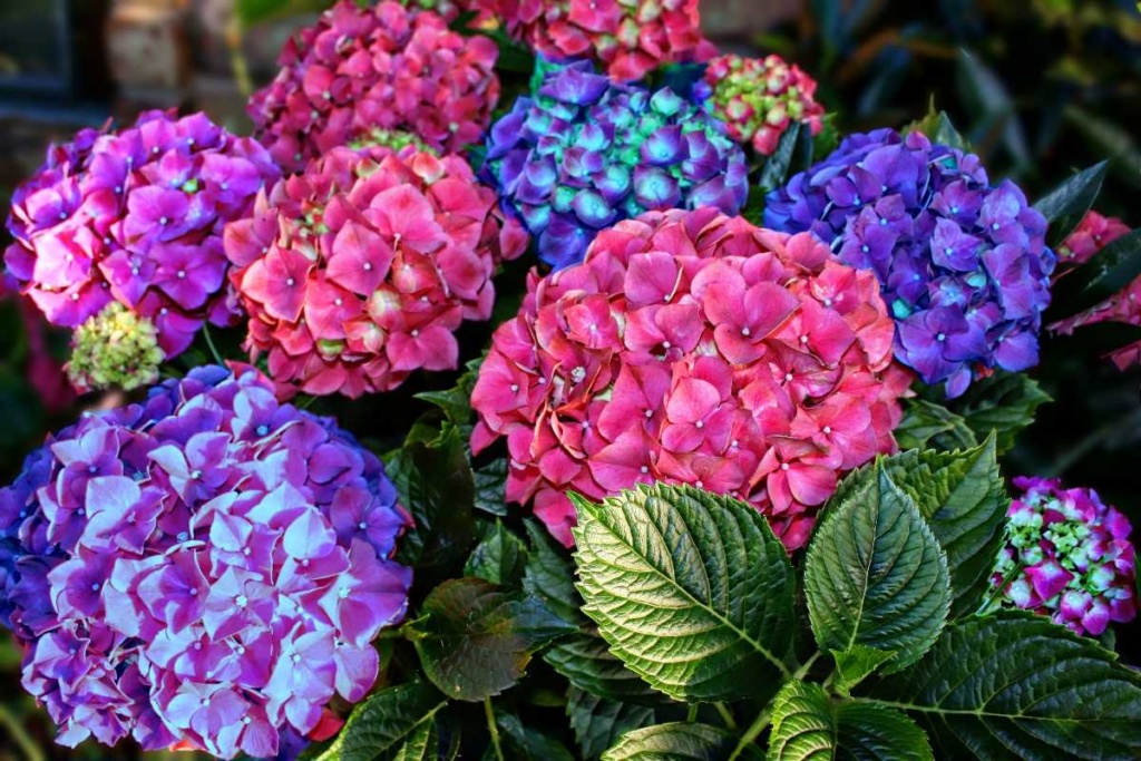 Hortênsias
