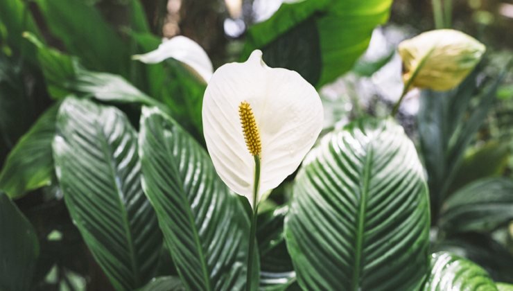Pianta giglio della pace