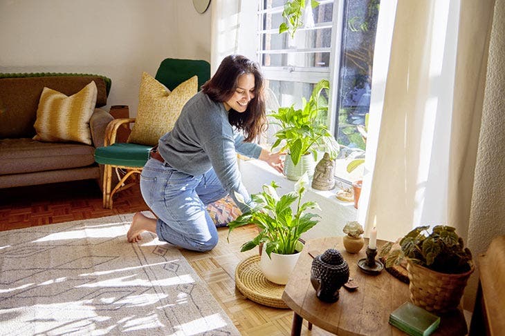Localização Lírio da Paz