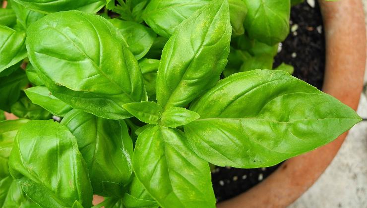 3 passos para um manjericão exuberante