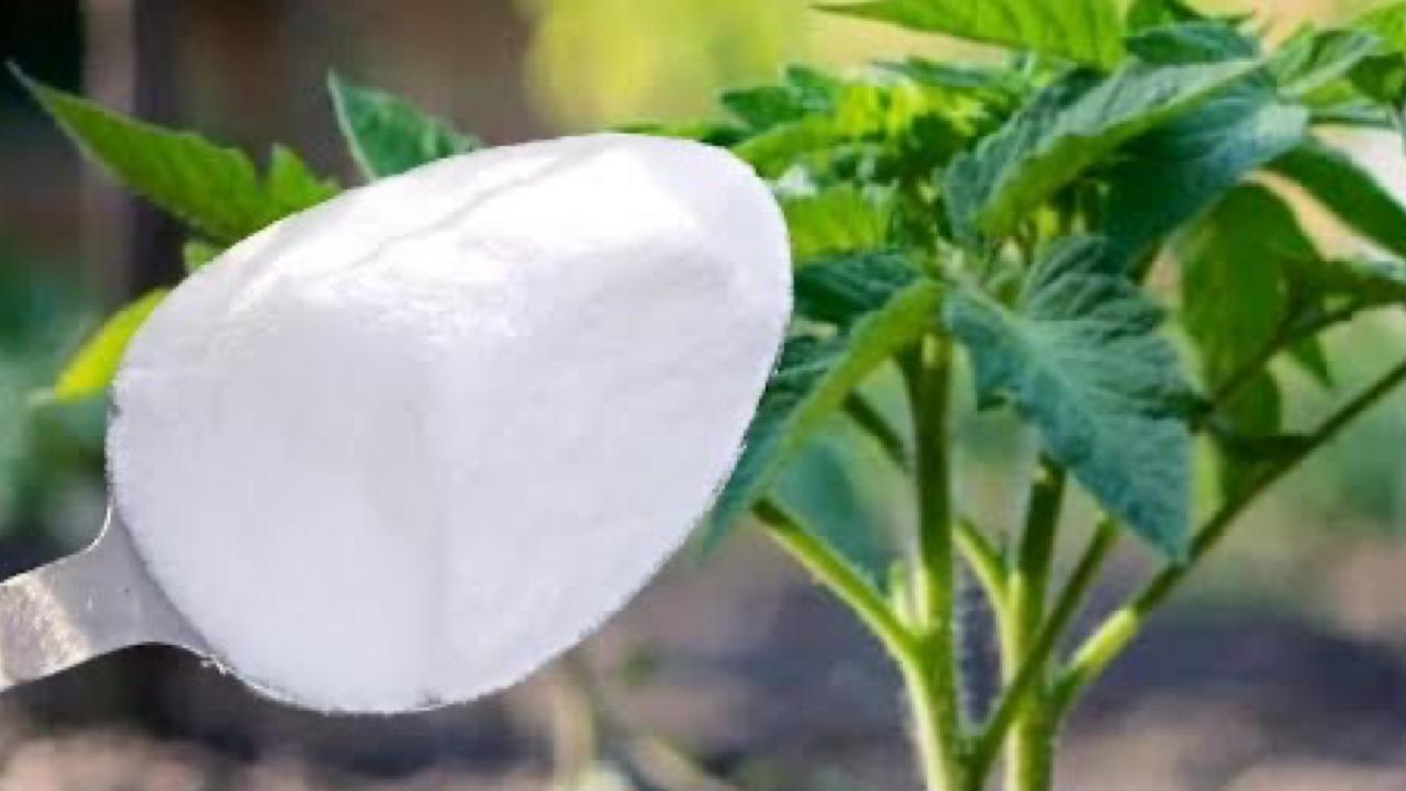Fertilizante para plantas
