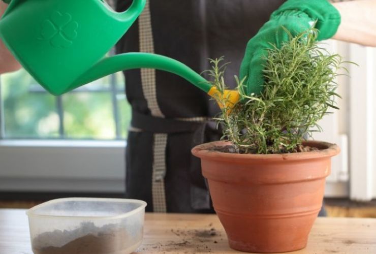 Como cuidar de alecrim em vaso