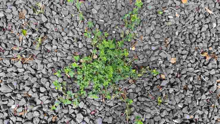 Ervas daninhas no cascalho