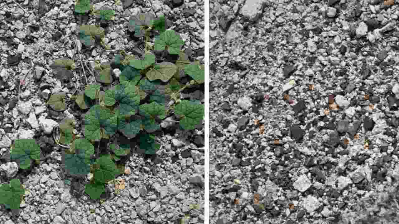 Método infalível de remoção de ervas daninhas em cascalho