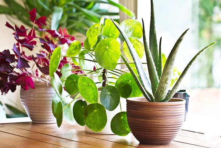 Plantas ao lado da janela