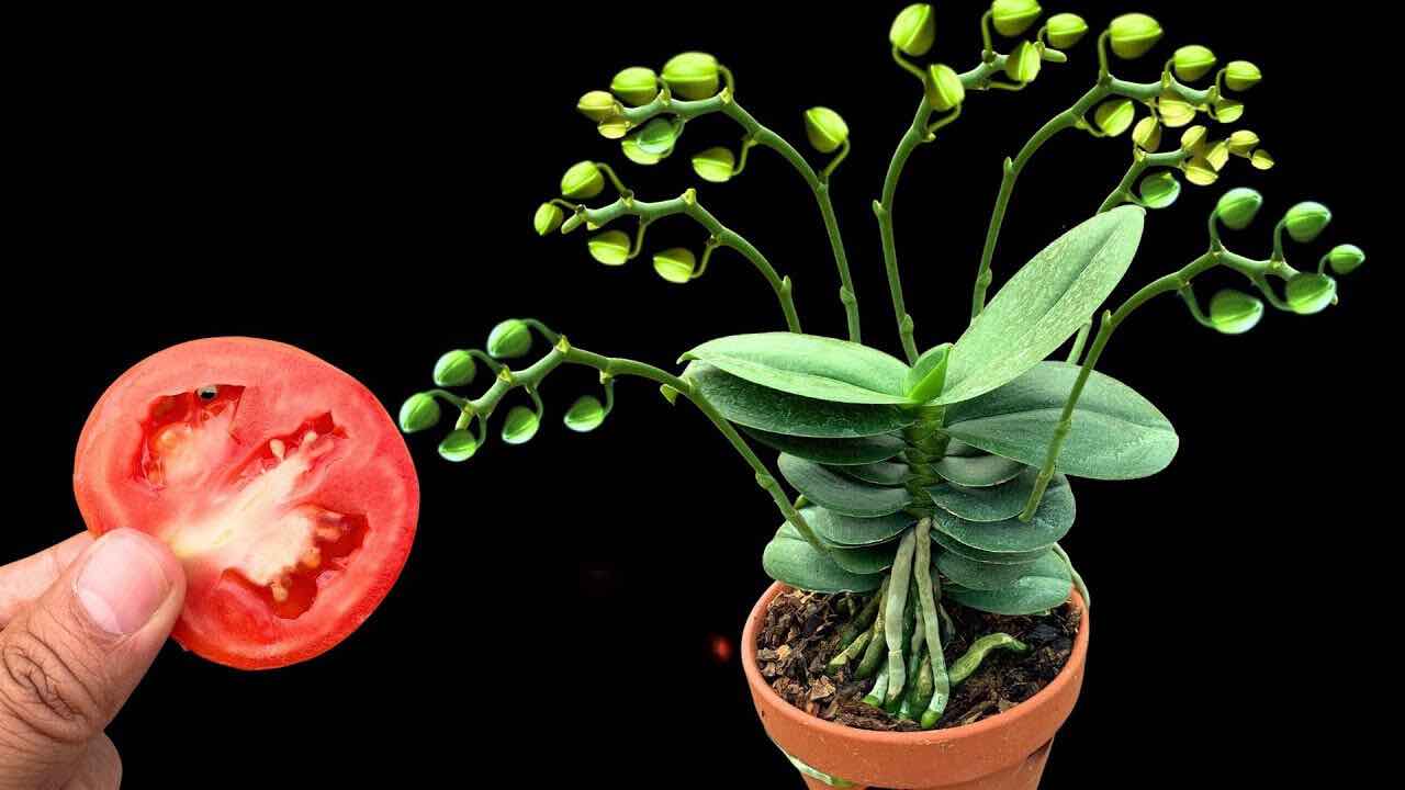 tomate e orquídea